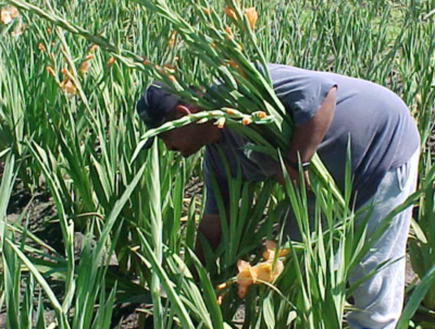 man working in field