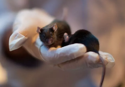 Gloved hand of researcher holds two dark brown mice
