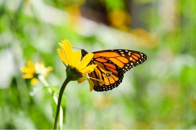 monarch butterfly on flower