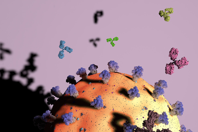 colorful rendering of antibodies attacking a COVID particle