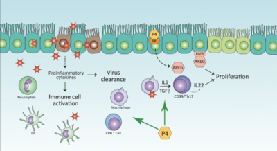 Activated immune cells clear from the virus infection, which damaged respiratory cells